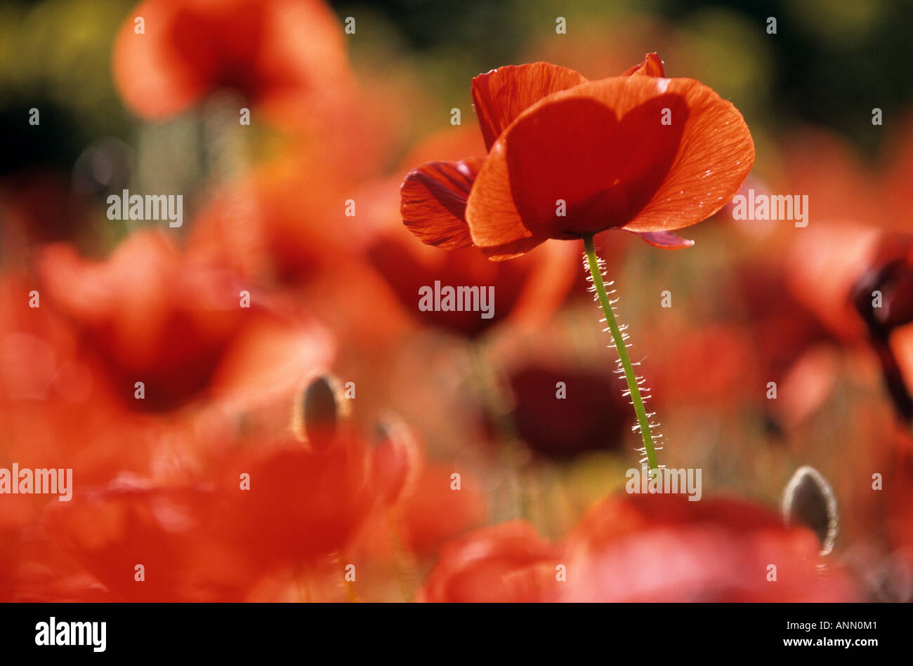 coquelicots Banque D'Images