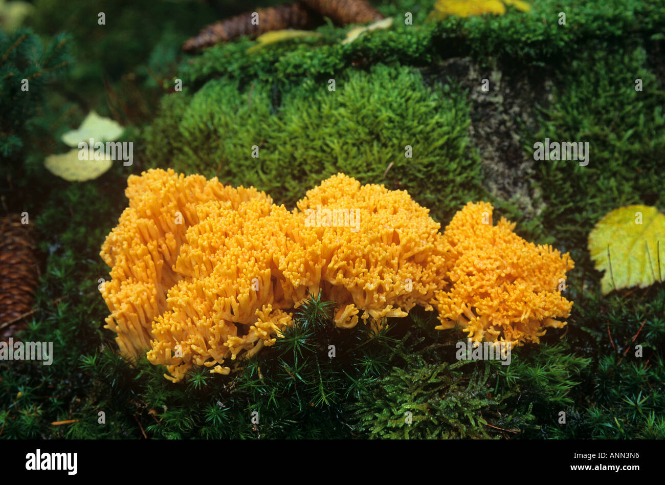 Orange Corail Champignons / Ramaria largentii Banque D'Images