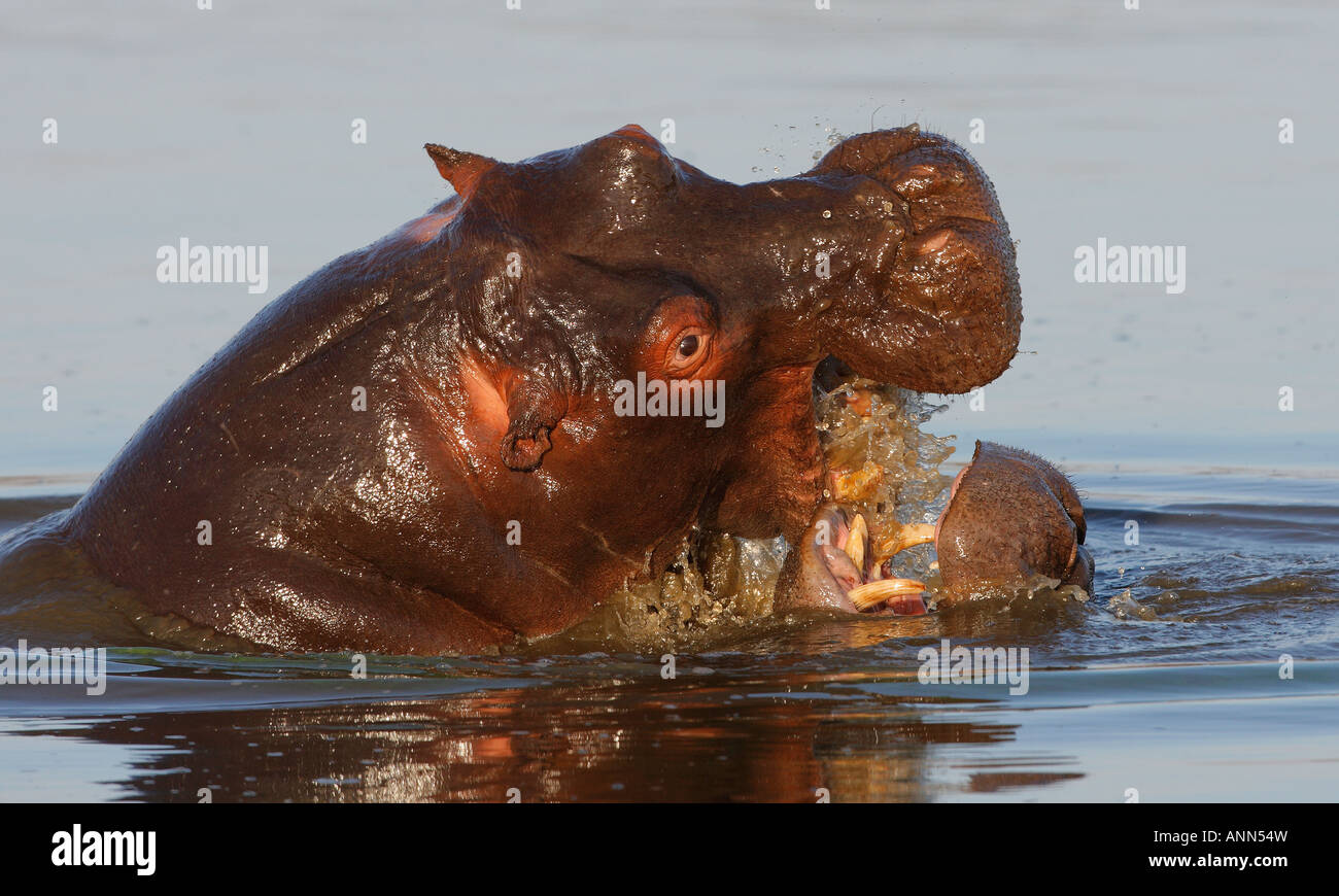 Hippopotames dans l'eau, Parc National Kruger, Afrique du Sud Banque D'Images