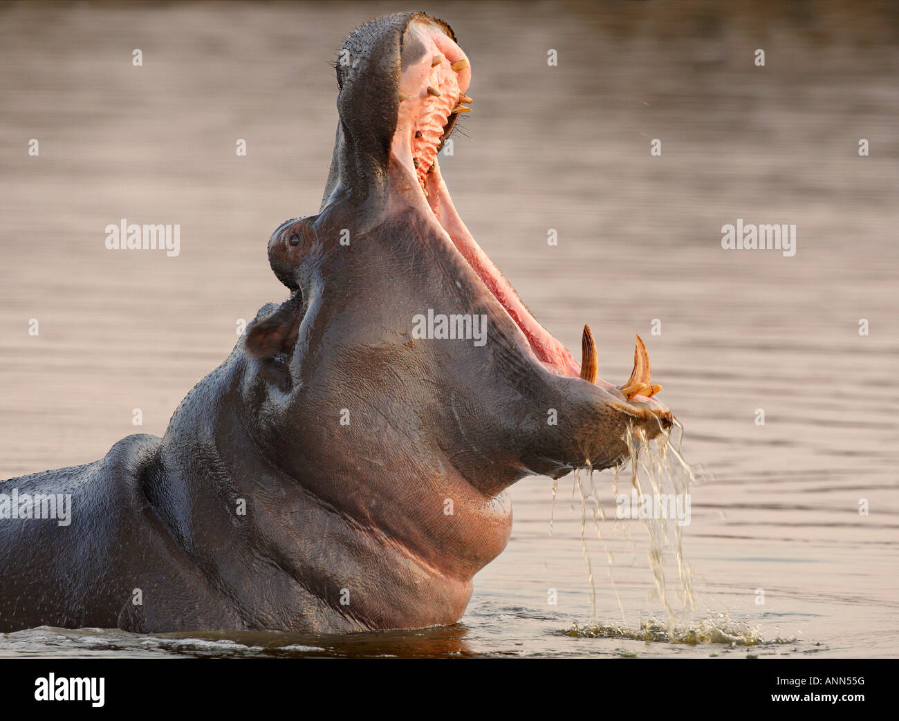 Hippopotame dans l'eau, Parc National Kruger, Afrique du Sud Banque D'Images