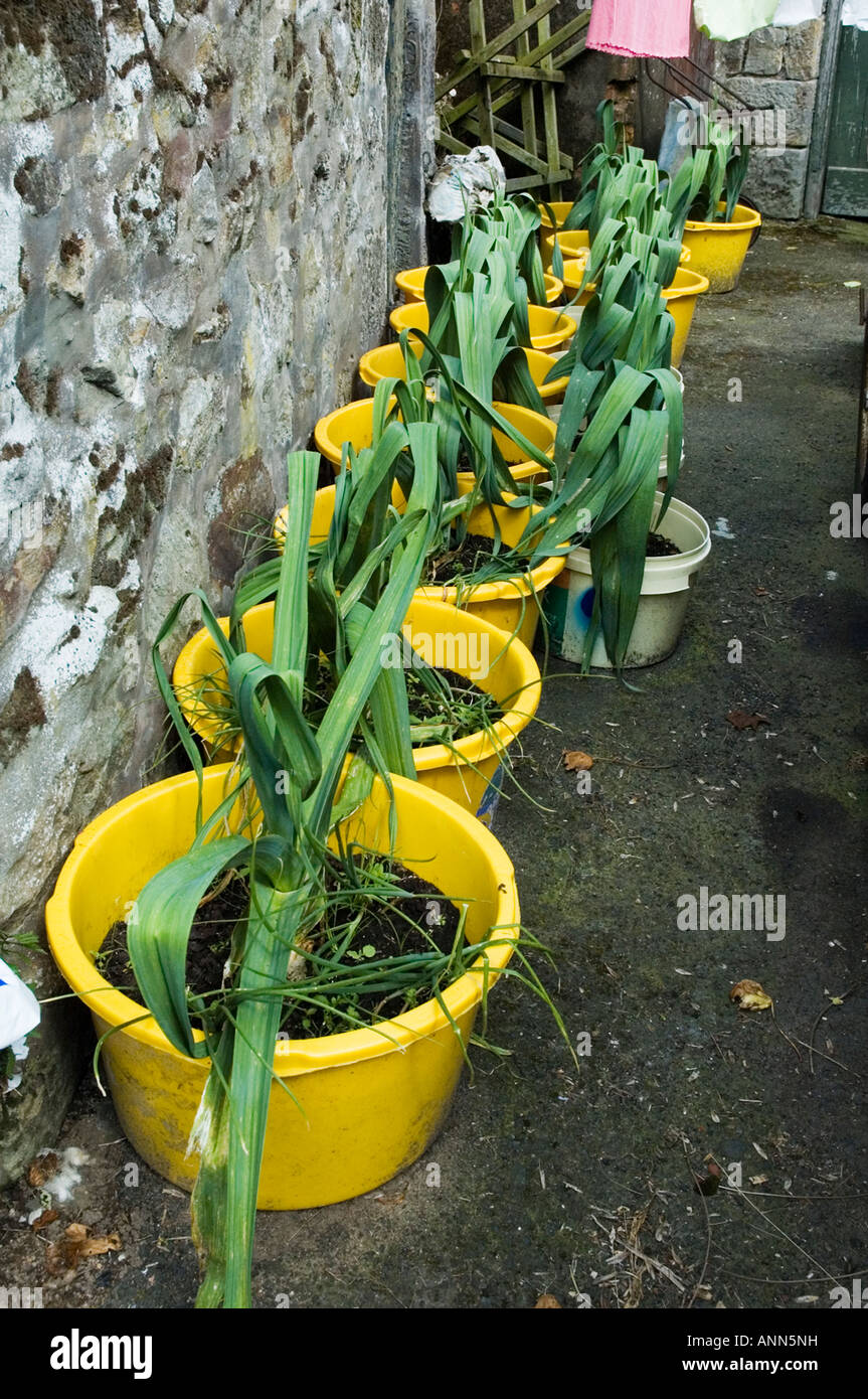 Une saucisse végétarienne traditionnelle galloise (Poireaux individuels) cultivées dans des seaux prêt pour la concurrence. Banque D'Images