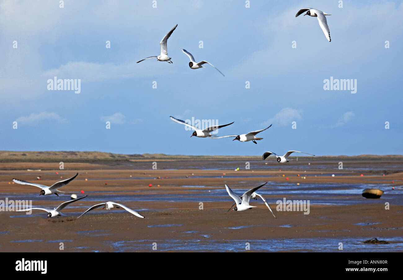 0120 Mouettes Noir Angleterre Norfolk Banque D'Images