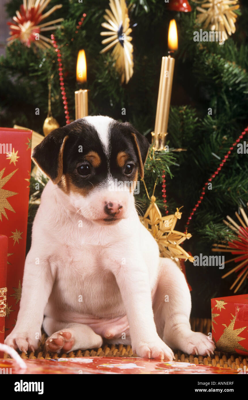 Jack Russell Terrier puppy - sitting in front of Christmas Tree Banque D'Images