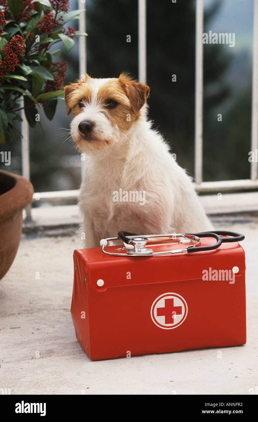 Parson Jack Russell Terrier - Avec trousse de premiers secours Banque D'Images