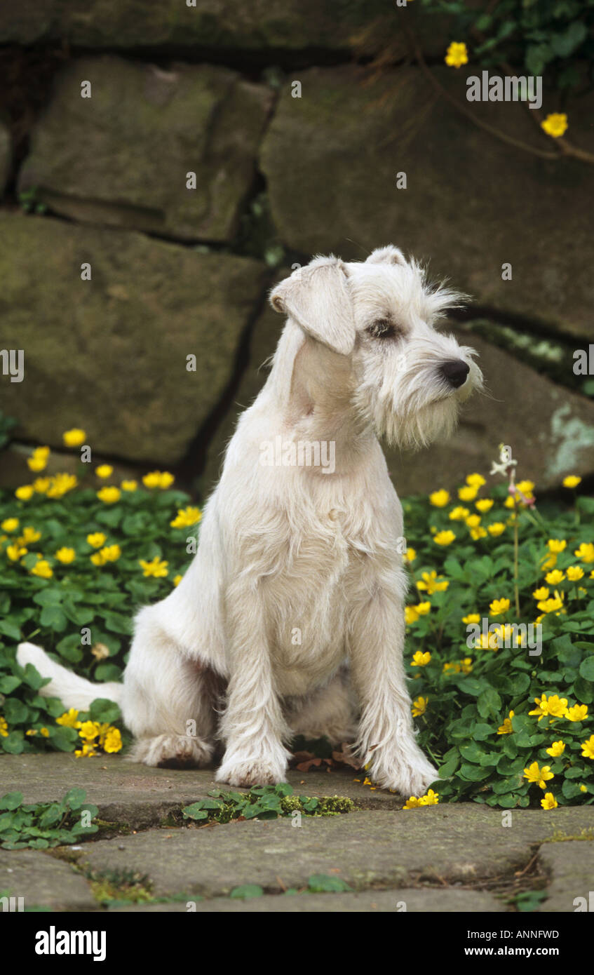 Withe Schnauzer nain - assis en face de fleurs Banque D'Images