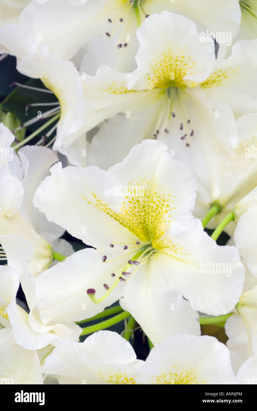 Rhododendron 'Crème Brûlée' closeup portrait of white & yellow gold fleurs montrant clairement les étamines et pistils Banque D'Images