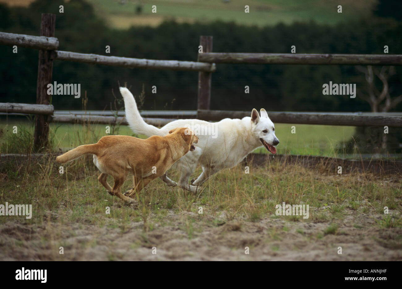 La moitié chien race Berger Blanc Suisse et chien - en cours on meadow Banque D'Images