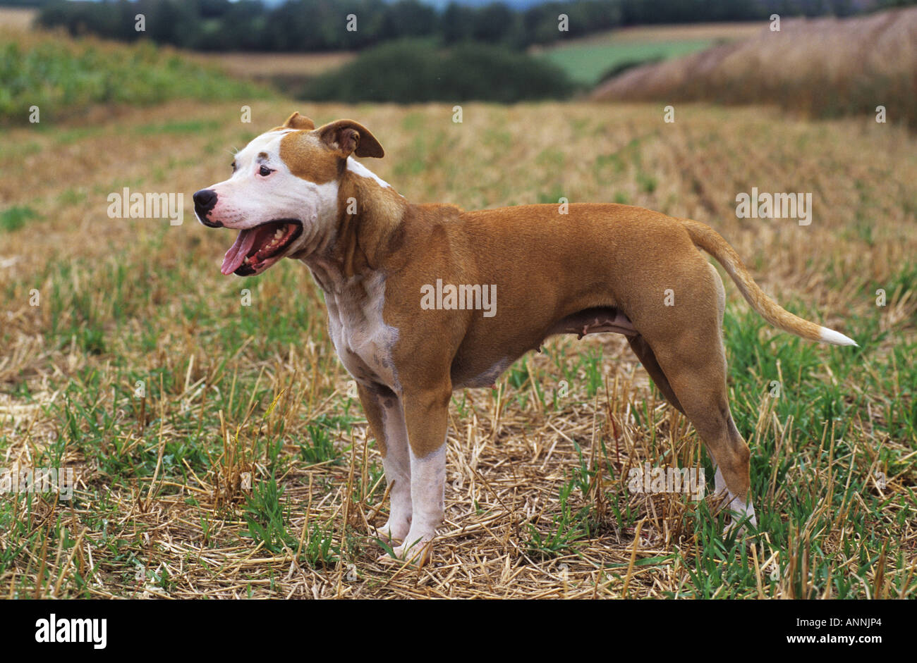 American Staffordshire Terrier - standing on meadow Banque D'Images