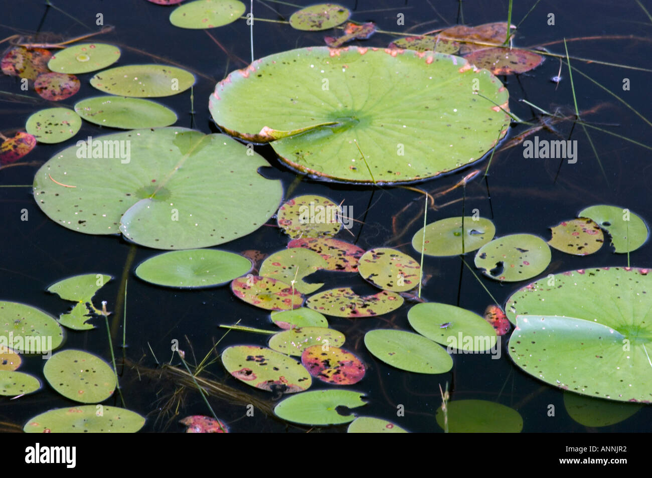 Odorante, (Nymphaea odorata) nénuphars et feuilles de protection contre l'eau du parc provincial Killarney, Ontario, Canada Banque D'Images