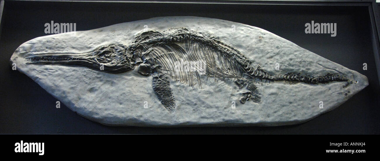 Vue latérale de fossiles trouvés dans uk Ichthyosaurus Communis Banque D'Images