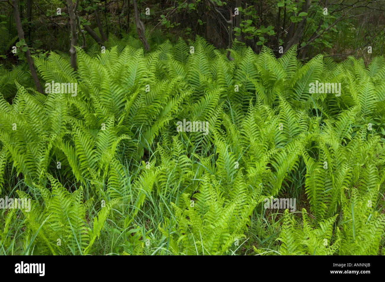 L'osmonde cannelle (Osmundastrum cinnamomea) colonie routière, Grand Sudbury, Ontario, Canada Banque D'Images