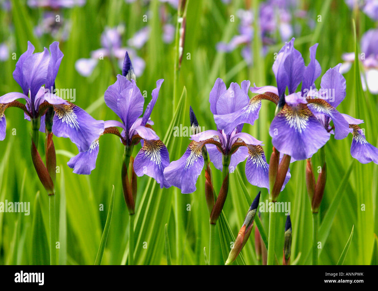 Chambres d'iris violets Banque D'Images