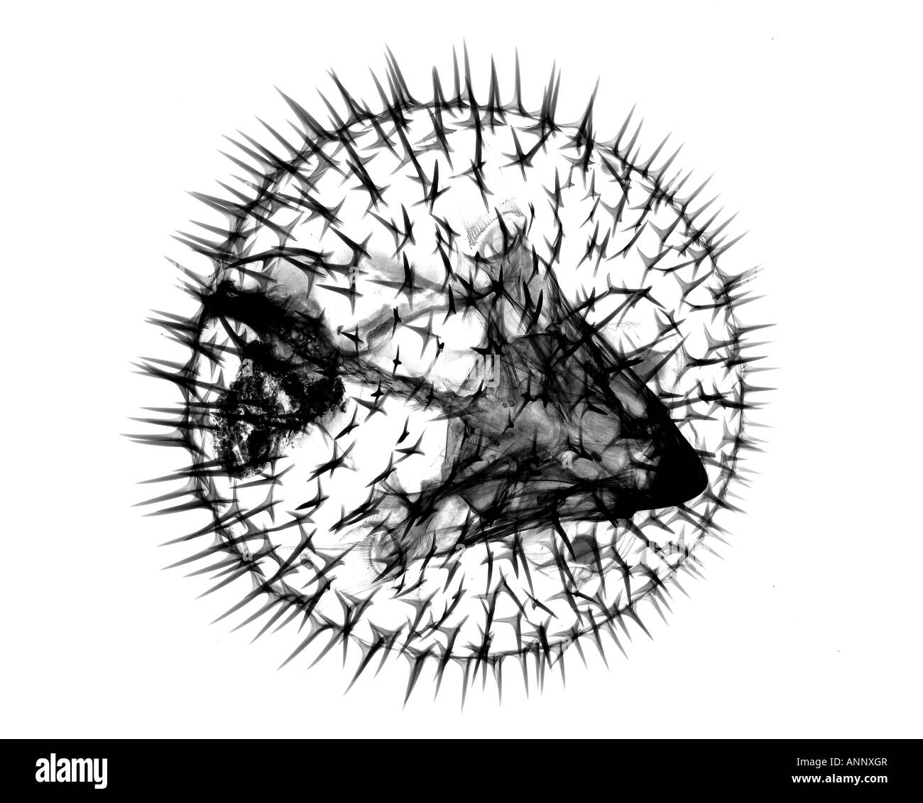 Poisson porc-épic Banque D'Images