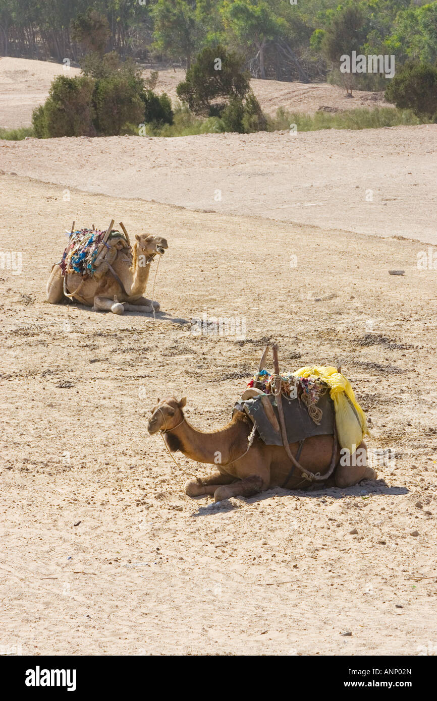 Trois chameaux dans le Desert sand dune Banque D'Images