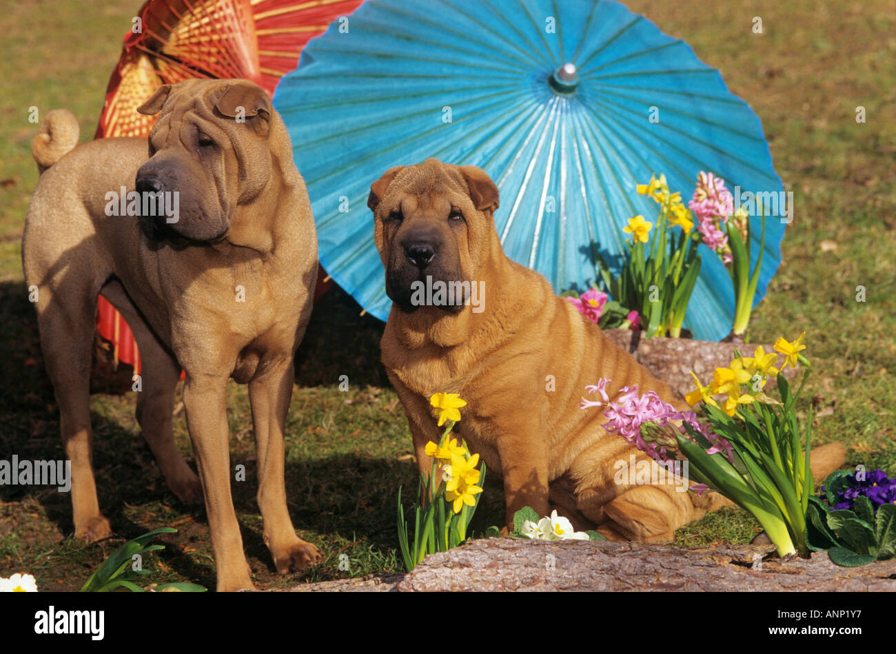 Deux Shar Peis - en face de parasols Banque D'Images