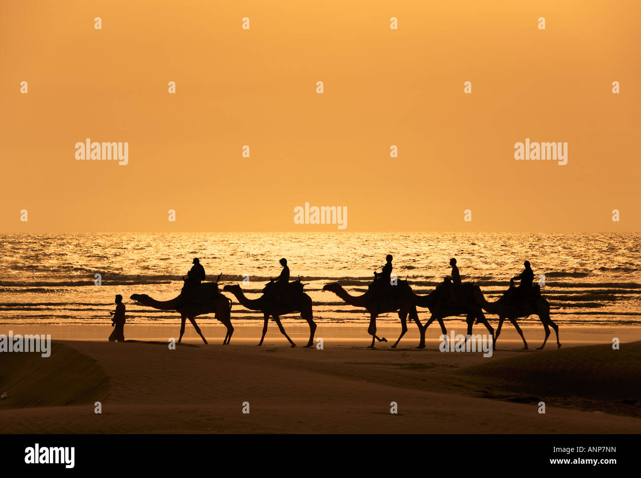 Les touristes monter des chameaux train sur la mer au coucher du soleil le Maroc Banque D'Images