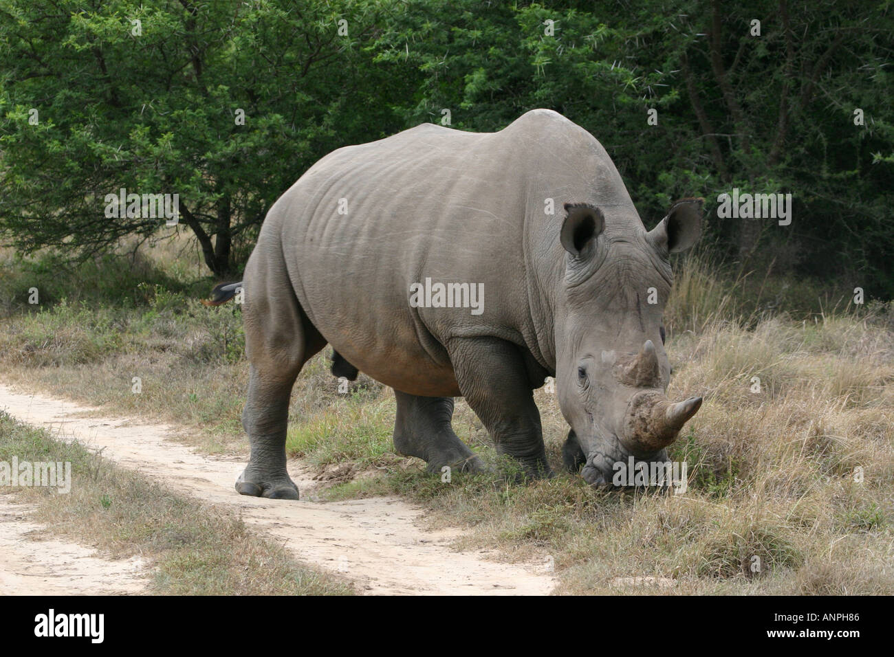 Manger de l'herbe à mâcher de Rhino. Banque D'Images