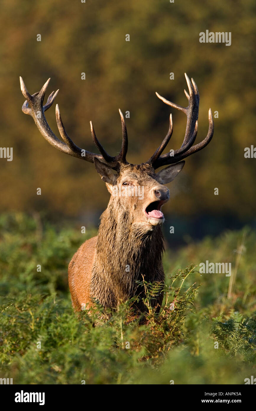 Red Deer Cervus elaphus cerf rugissement à Richmond Park alerte Londres Banque D'Images