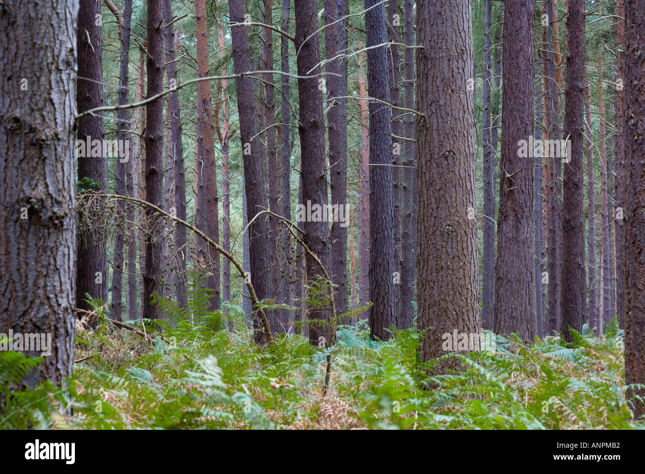 Vue à travers les pins épais à sable rspb avant qu'ils ont été coupés pour fabriquer la lande lodge sandy bedfordshire Banque D'Images