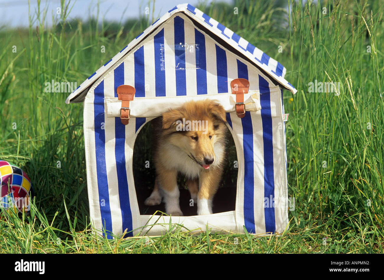 Collie chiot dans doghouse Banque D'Images