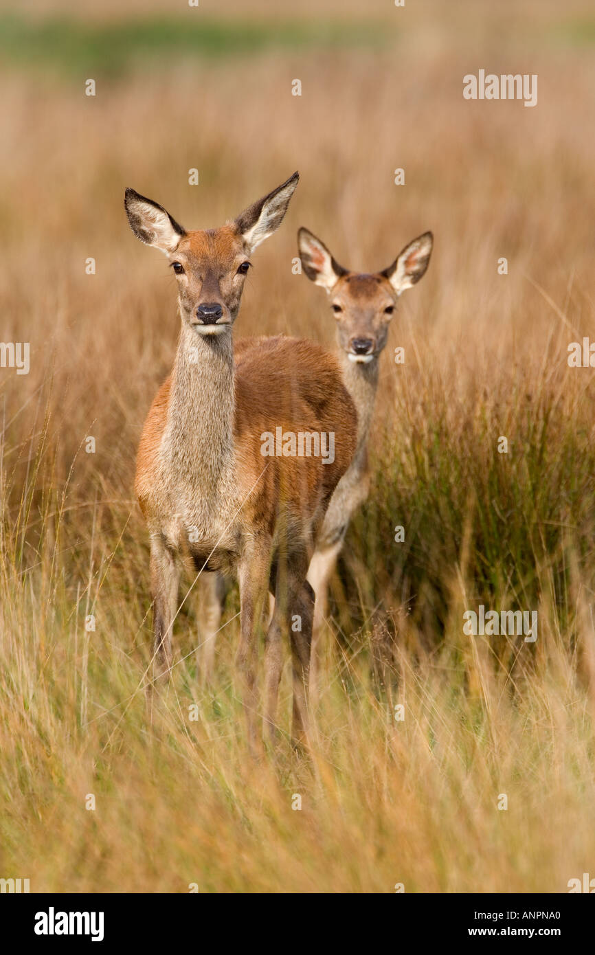 Red Deer Cervus elaphus hind et mollet debout dans l'herbe avec les oreilles jusqu'à Richmond Park alerte londres Banque D'Images