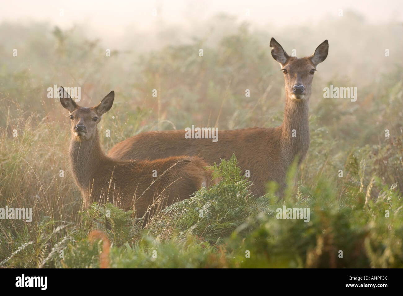 Red Deer Cervus elaphus Hind avec calf standing avec les oreilles jusqu'à Alert, sur un matin brumeux Richmond Park Londres Banque D'Images