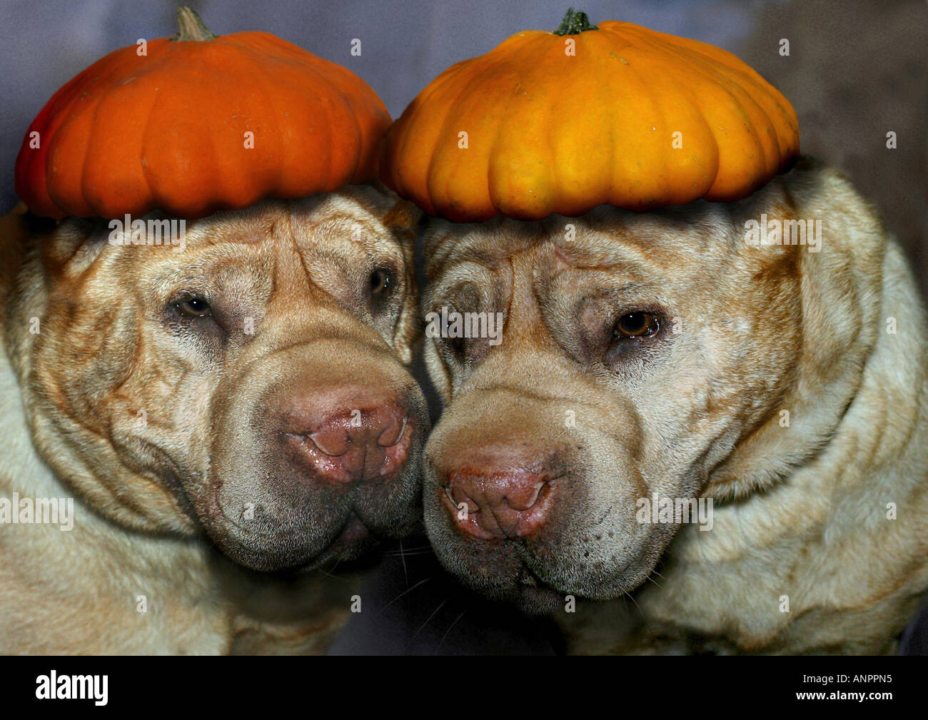 Deux Shar Peis à la citrouille sur la tête Banque D'Images