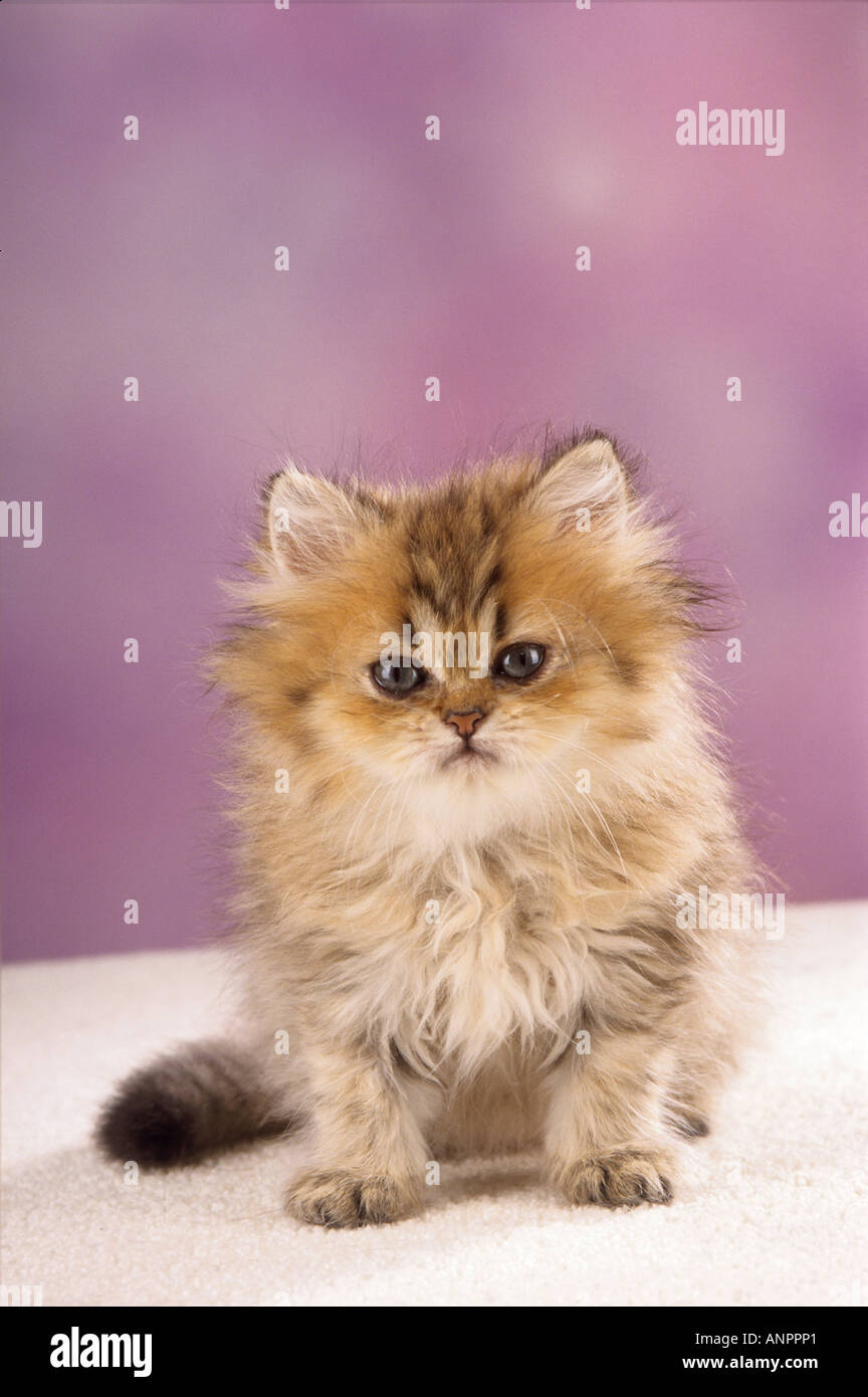 Les jeunes - chat Persan assis - frontaux Banque D'Images