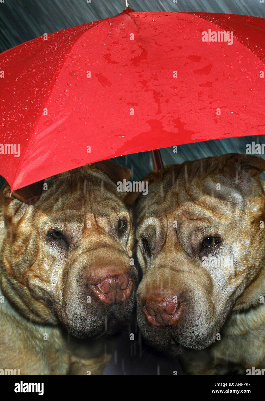 Deux Shar Peis under umbrella Banque D'Images