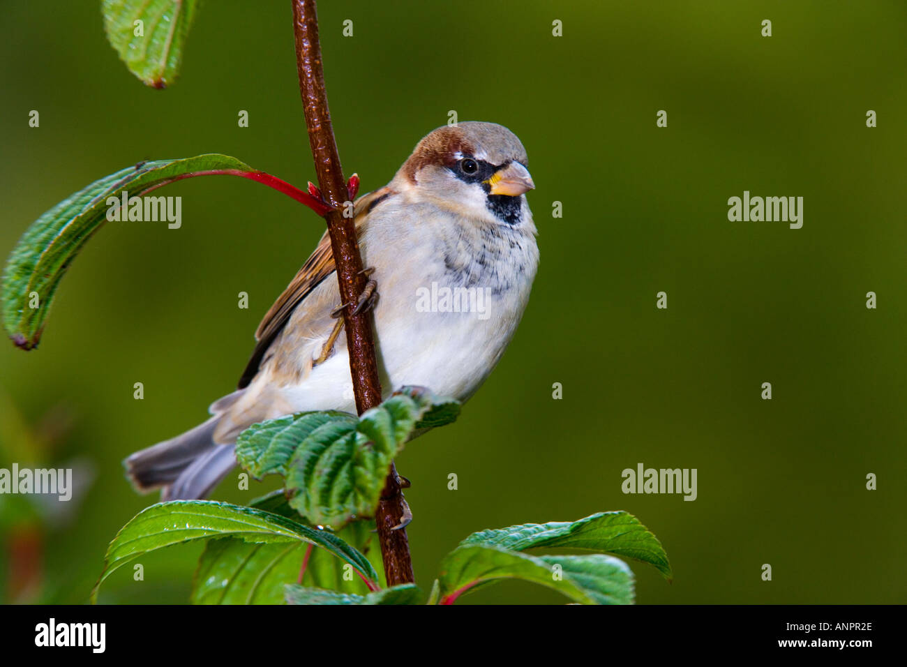 Moineau domestique Passer domesticus mâle perché sur l'arbuste à nice hors focus contexte bedfordshire potton Banque D'Images
