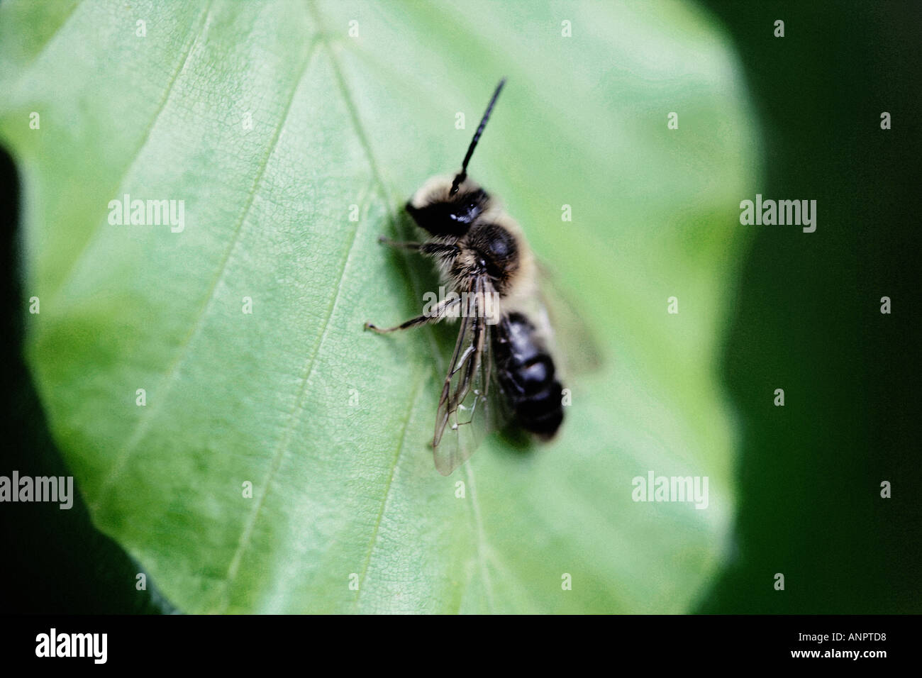 Abeille sur une feuille Banque D'Images