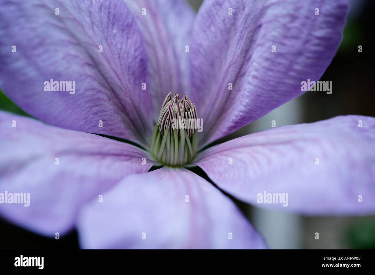 Près d'une grande fleur de clématite lilas Photo Stock - Alamy