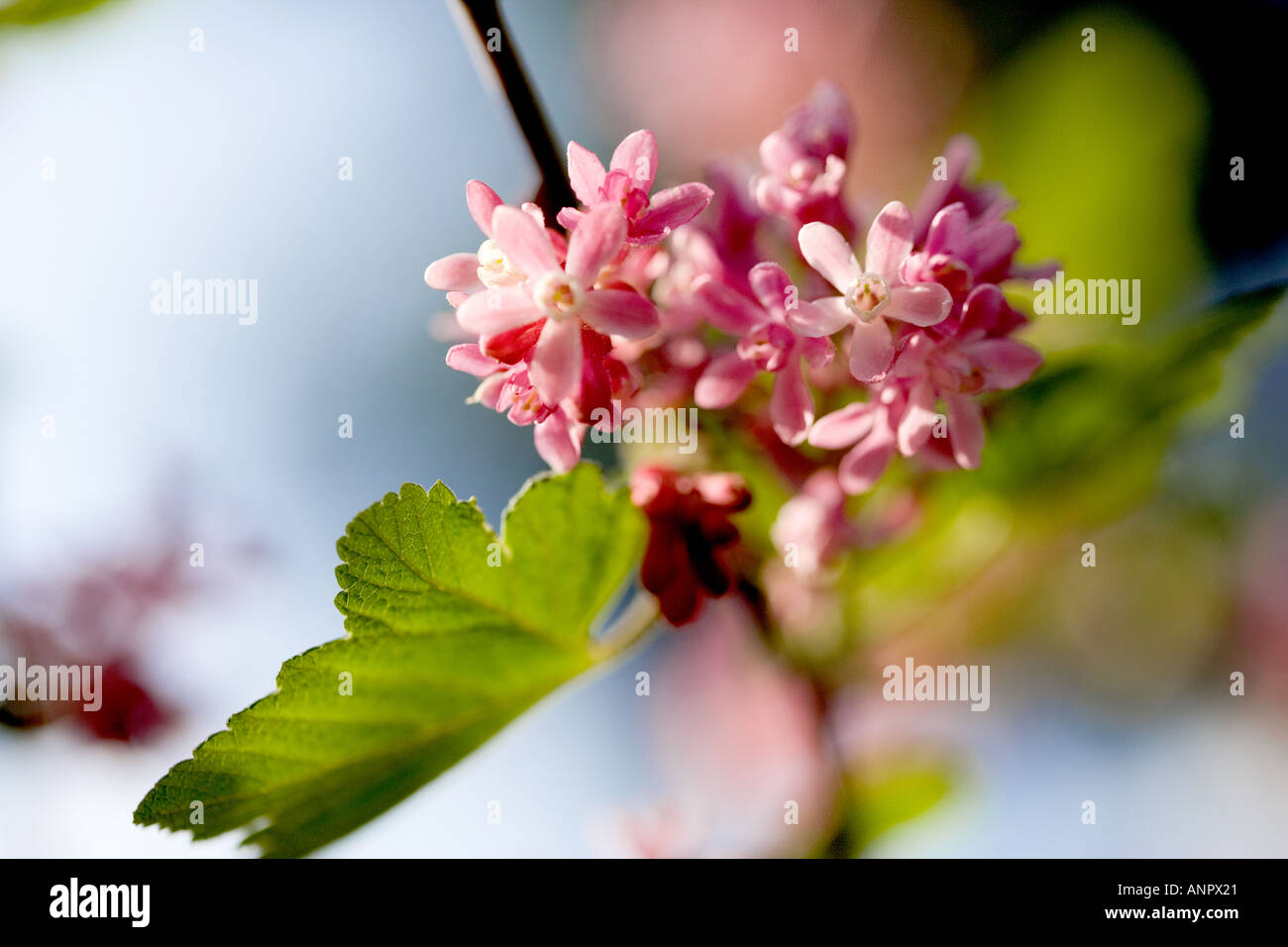 Gros plan d'une branche de fleurs et feuilles Ribes sanguineum Banque D'Images