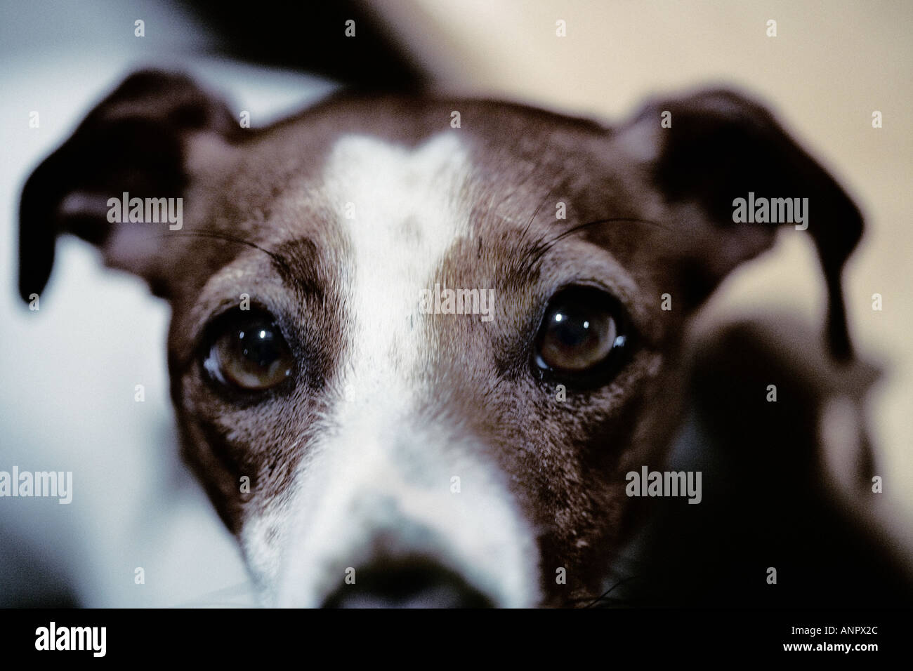 Chef d'un Jack Russell Terrier Banque D'Images