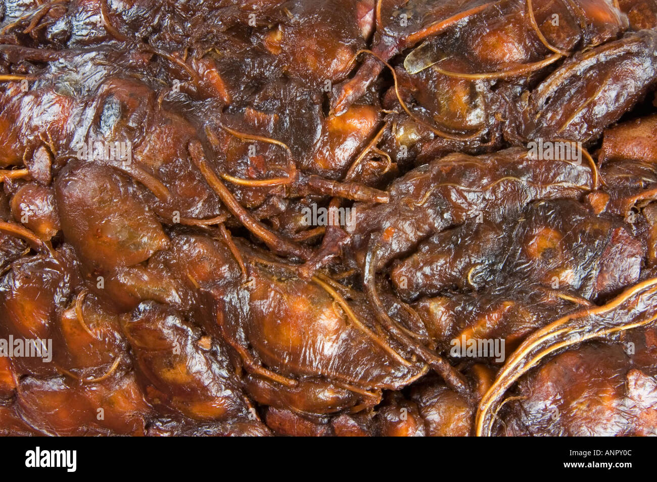 La pulpe des fruits graines de tamarin pod Banque D'Images