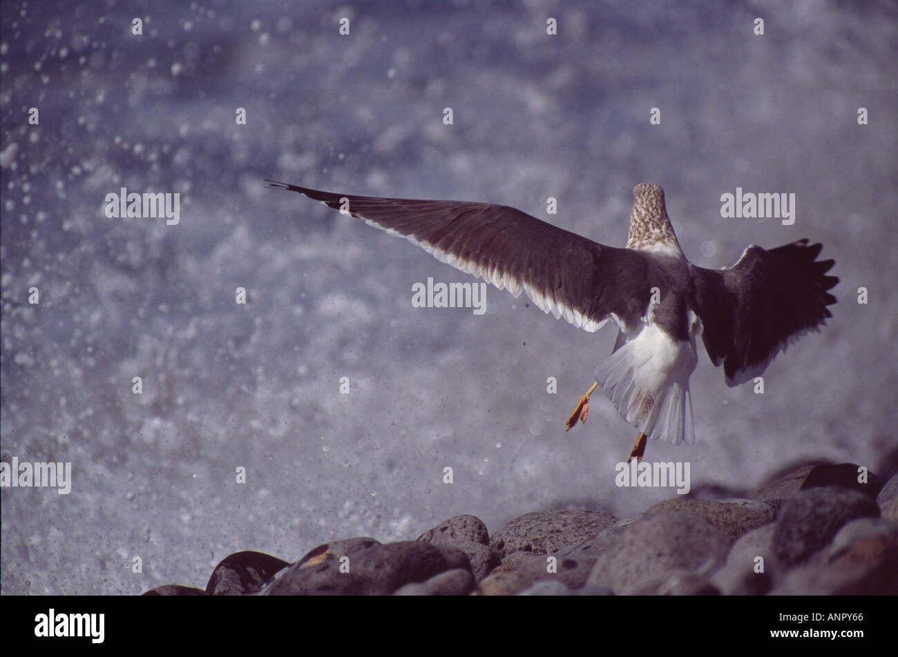 Un goéland jaune Larus michahellis plongée est loin d'une vague Banque D'Images