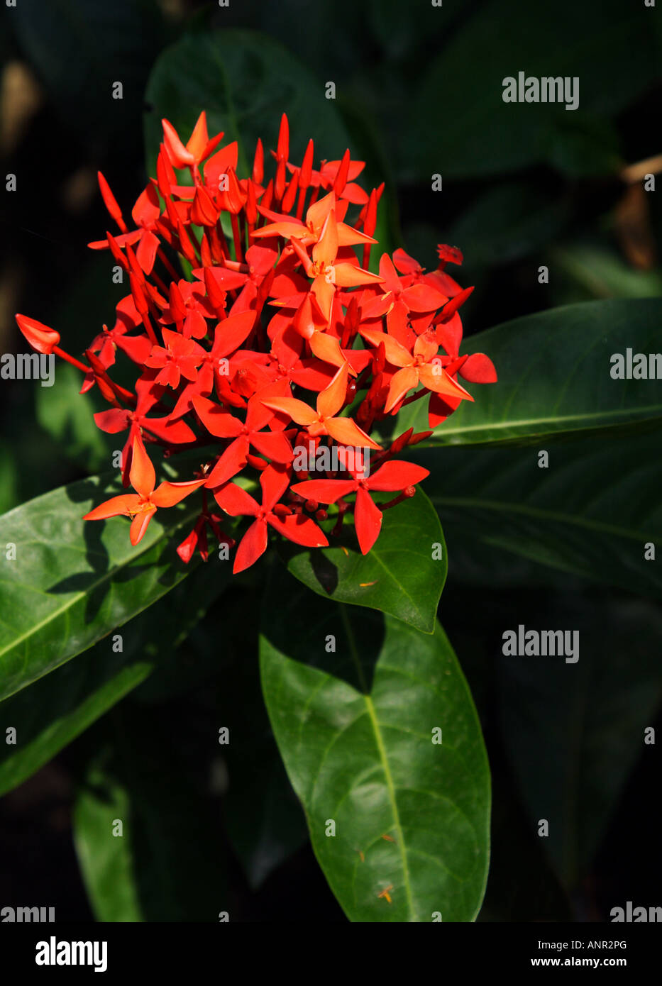 Ixora fleur Banque D'Images Ixora fleur Banque D'Images