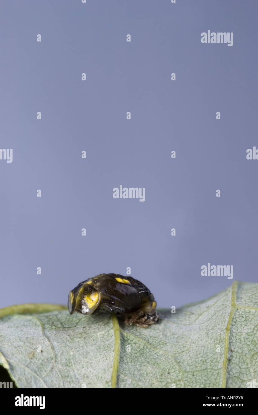 16 'Orange' Spot Ladybird chrysalide Banque D'Images