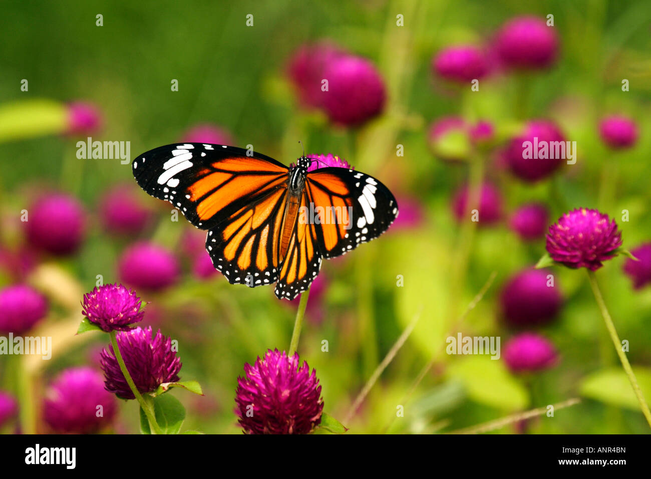 Close-up d'un impressionnant papillon exotique assis sur une fleur de Gomphrena Banque D'Images