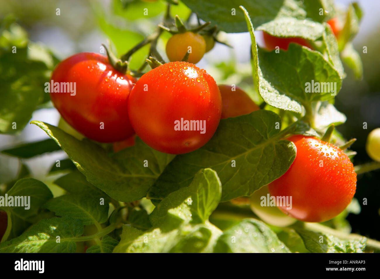 Nom commun : NOM LATIN : tomates Lycopersicon esculentum Banque D'Images