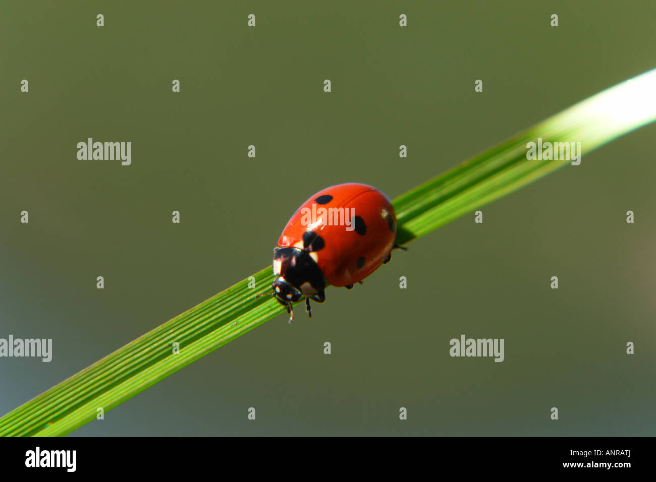 photo de Banque D'Images