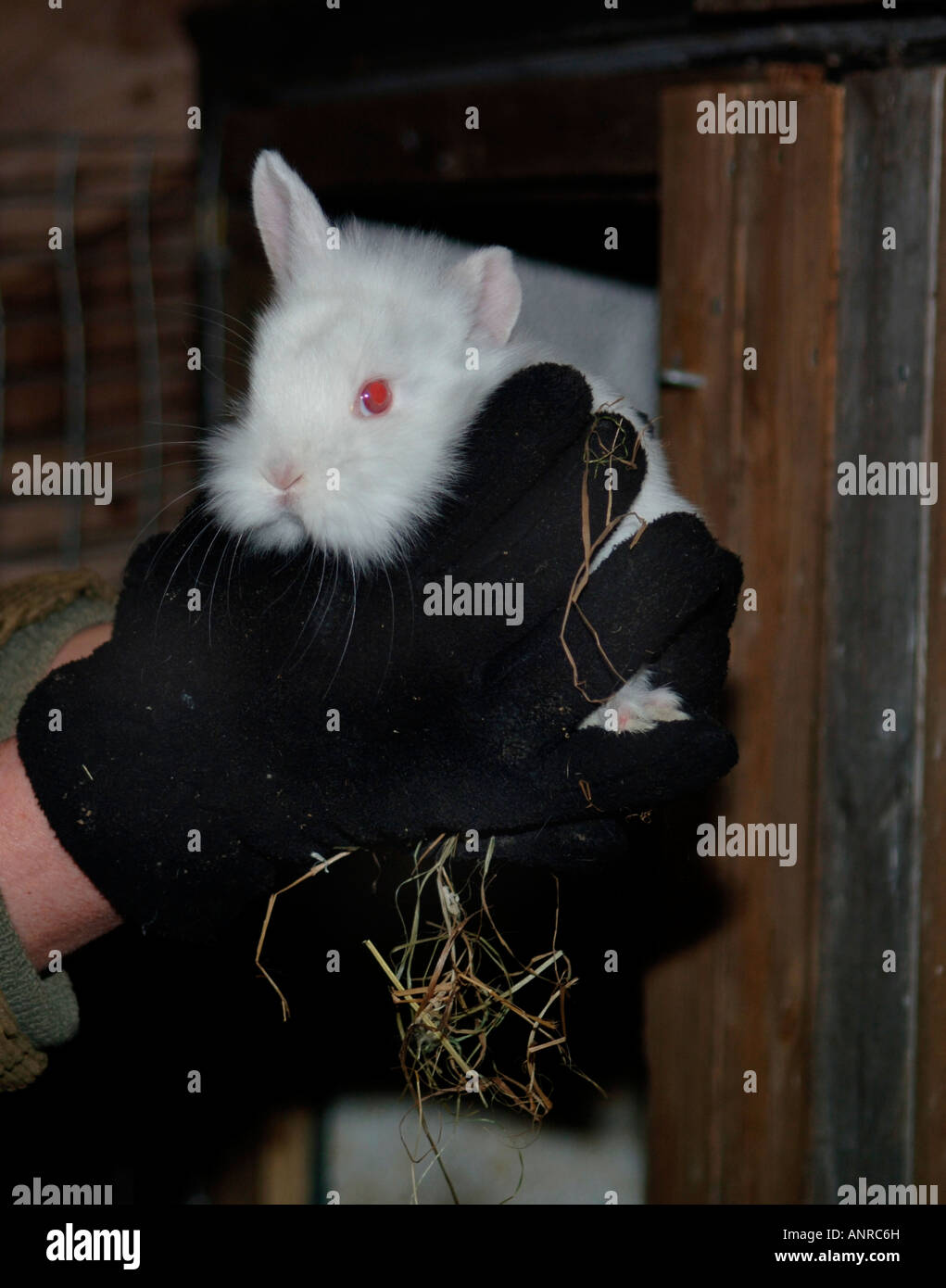 Un lapin blanc de Lionhead étant ordinateur de poche. Banque D'Images