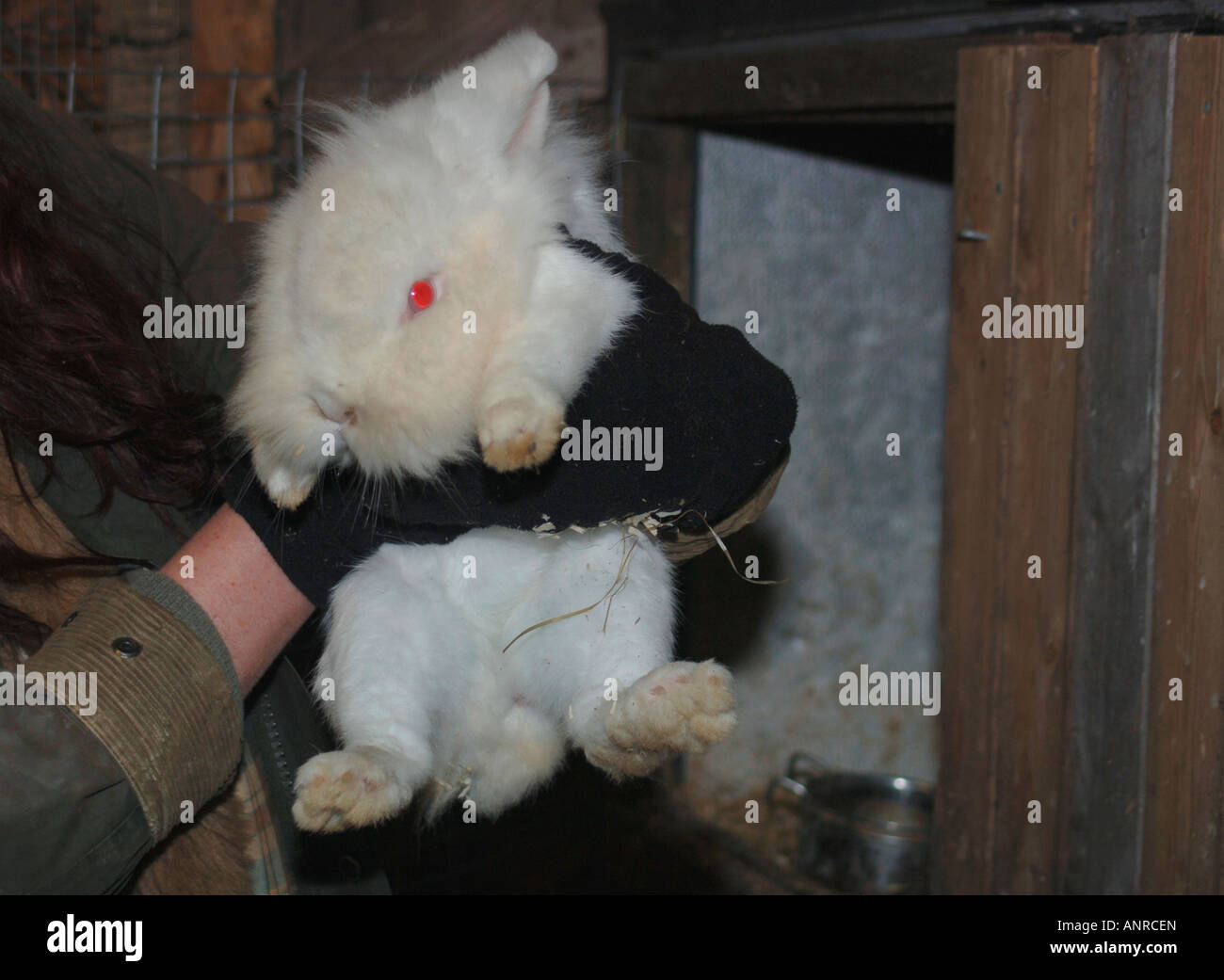 Un lapin blanc de Lionhead étant ordinateur de poche. Banque D'Images