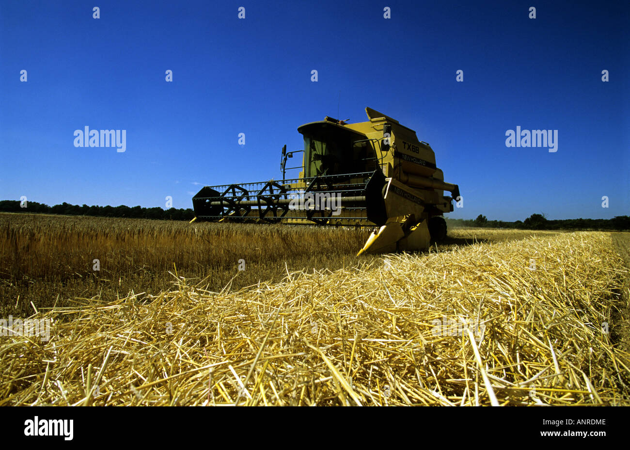 De coupe de moissonneuse-batteuse de blé sur une ferme de Boyton, Suffolk, UK. Banque D'Images