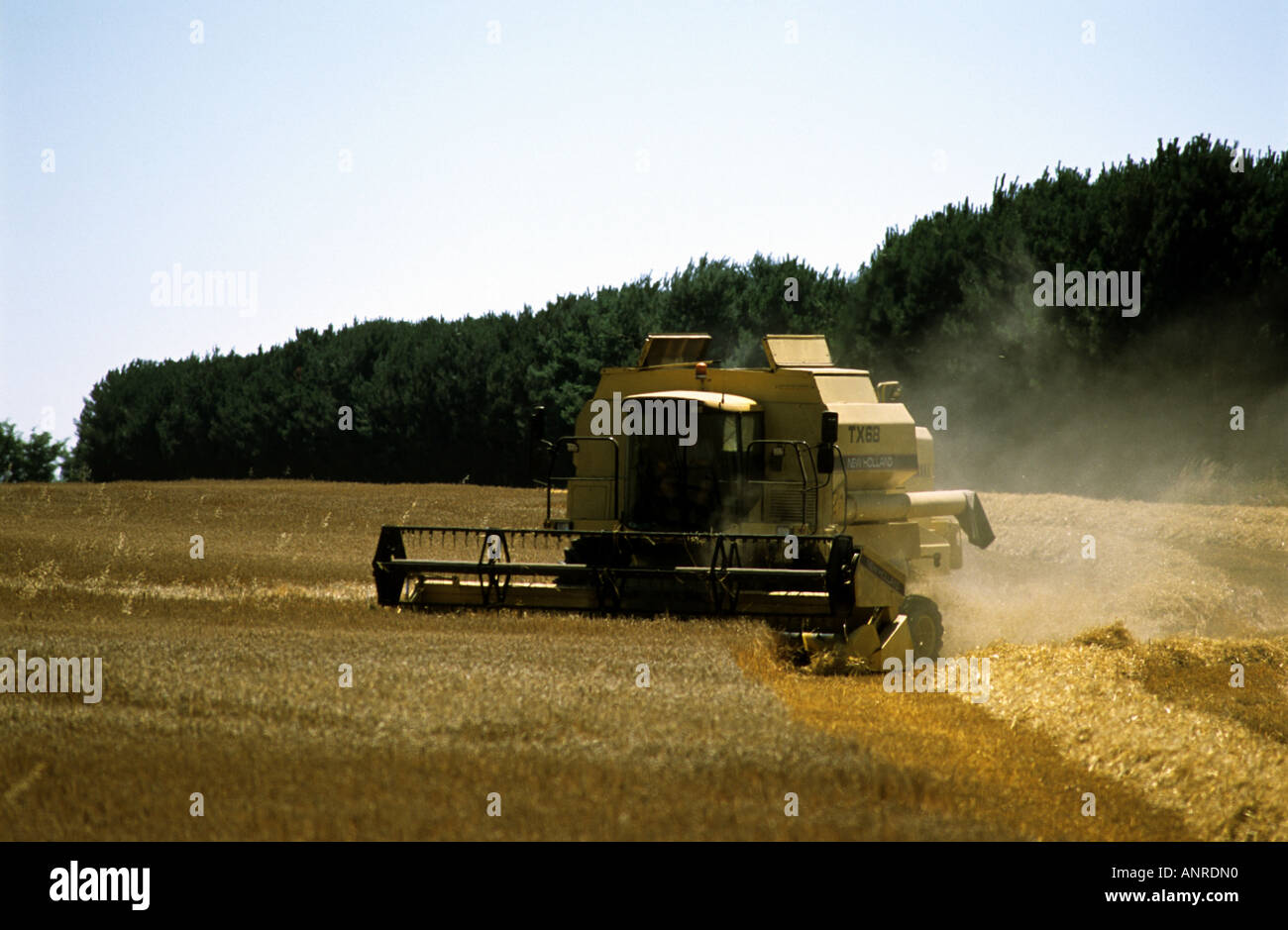 De coupe de moissonneuse-batteuse, blé, Boyton Suffolk, UK. Banque D'Images