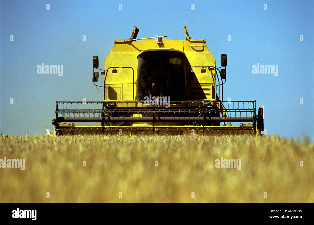 De coupe de moissonneuse-batteuse de blé sur une ferme de Boyton, Suffolk, UK. Banque D'Images