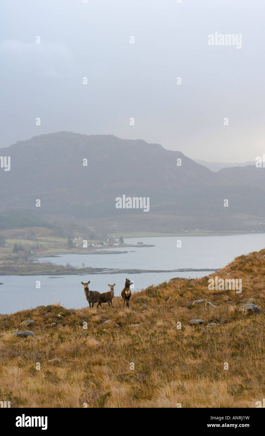 Loch Kishorn cerfs contre l'arrière-plan. Vue du Bealach na Ba ou col du bétail. Route de Saint-village. L'hiver. Banque D'Images