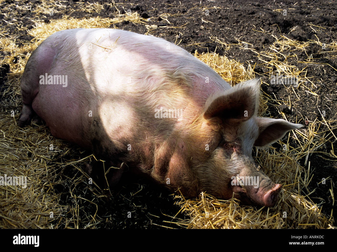 Grand mâle cochon en relaxant soleil au refuge pour animaux Banque D'Images