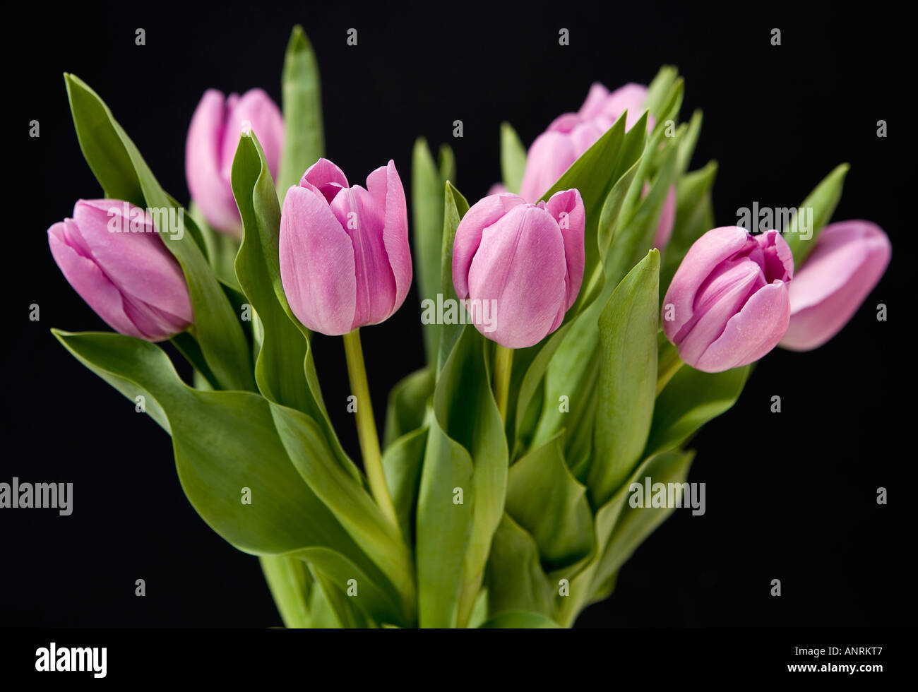 Nom commun : Tulipes NOM LATIN : Tulipa Banque D'Images