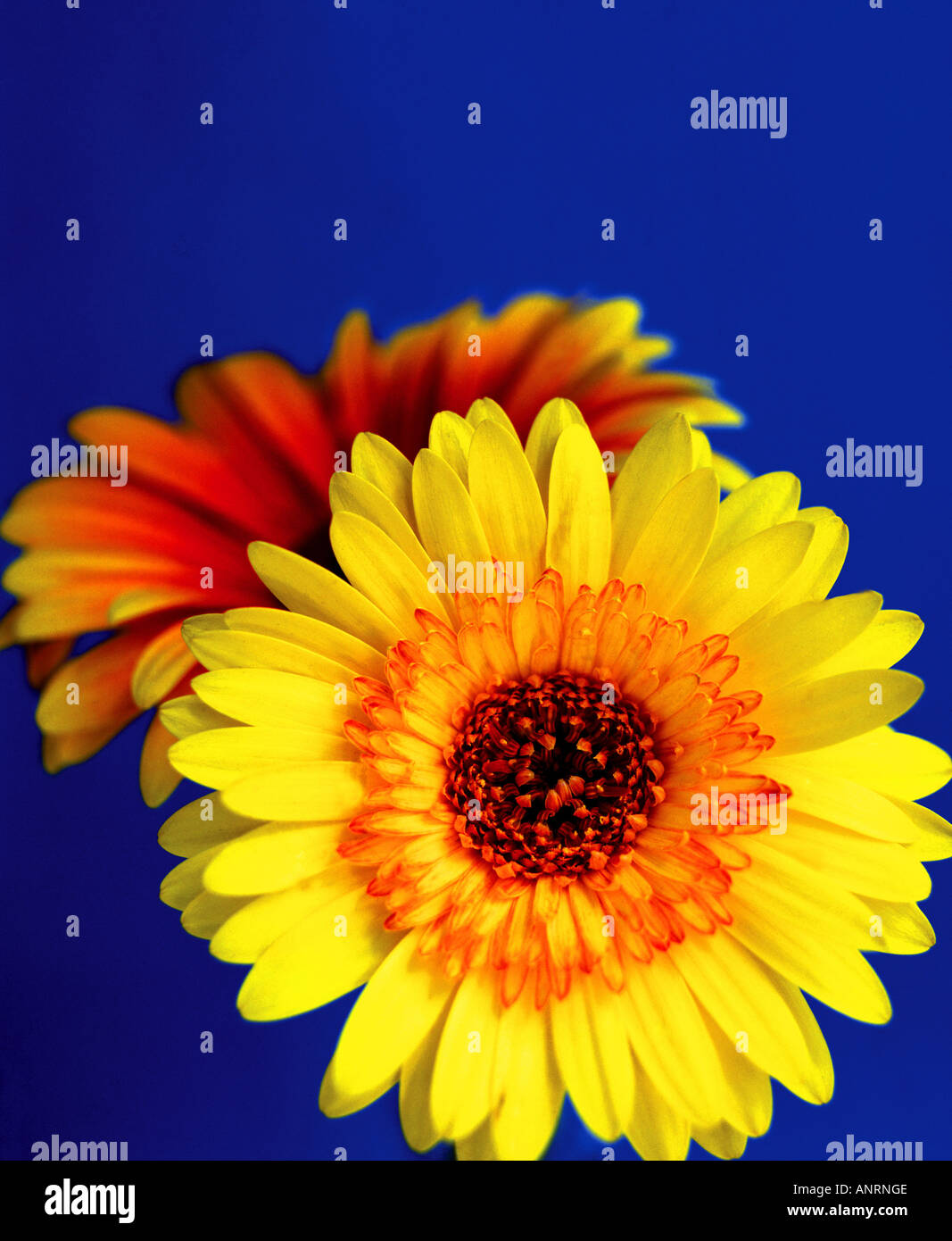 Close-up des Gerberas jaunes et orange sur un fond bleu Banque D'Images